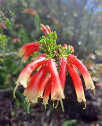 Erica discolor leaves and flowers